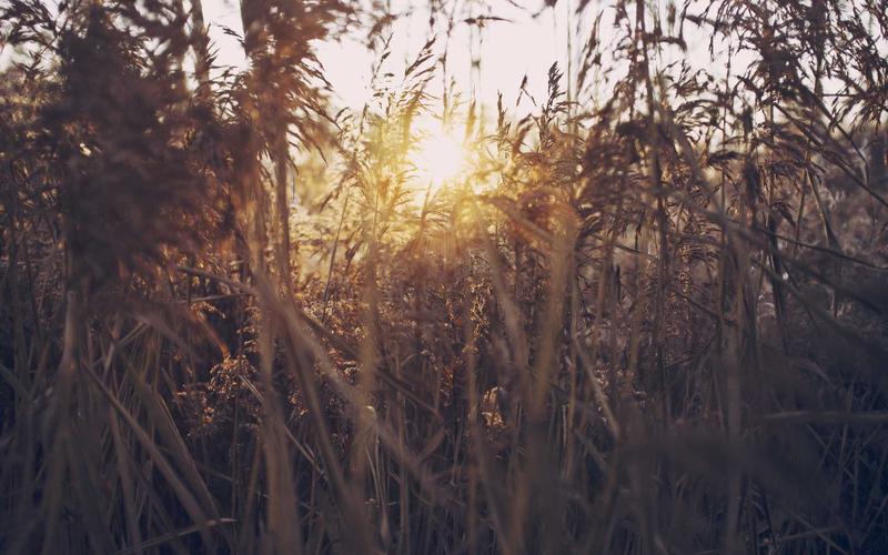 API Dizayn: REST vs GraphQL