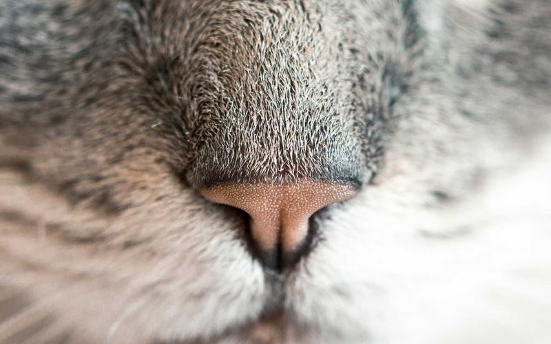 Typography: Şrift Seçimi və Tətbiqi