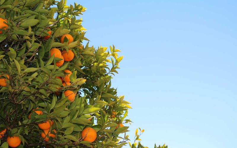 From Junior to Senior: Development Path